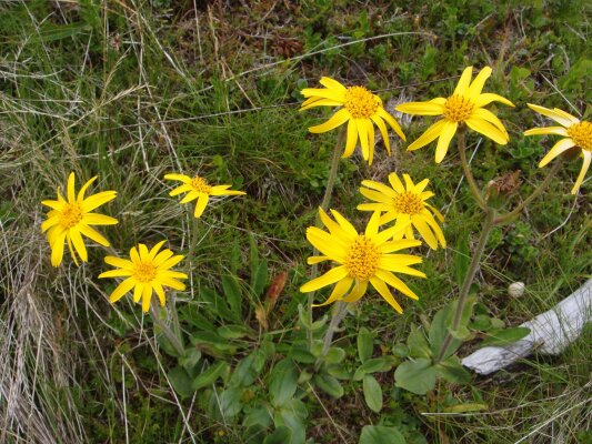 Kraftstrotzende Sommerkr&auml;uter - ihre...
