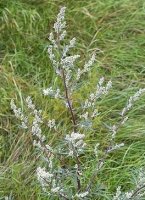 Beifu&szlig; - Artemisia vulgaris