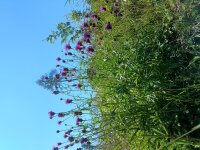 Bergtee aus dem Naturpark Dobratsch
