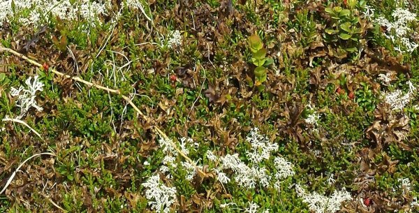 Isländisches Moos Gelee - Graupengelee