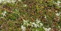 Isl&auml;ndisches Moos Gelee - Graupengelee