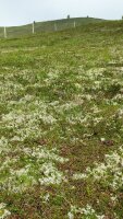 Isl&auml;ndisches Moos Gelee - Graupengelee
